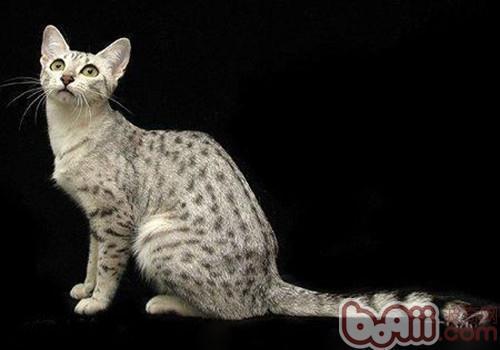 吃瓜埃及猫,吃瓜界的萌宠传奇